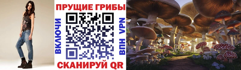 kraken ссылки  Тарко-Сале  Псилоцибиновые грибы мицелий 